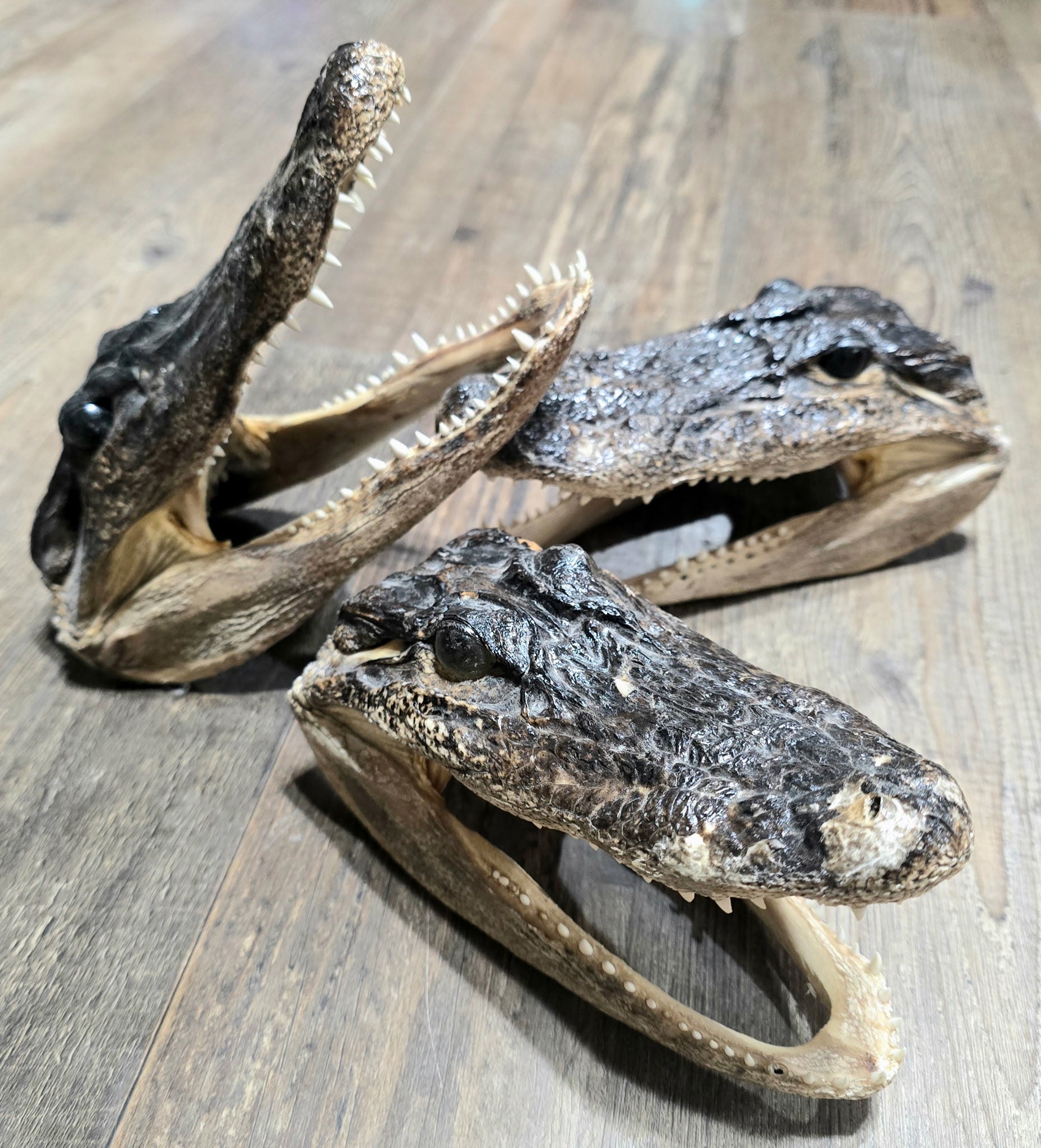 Alligator Head