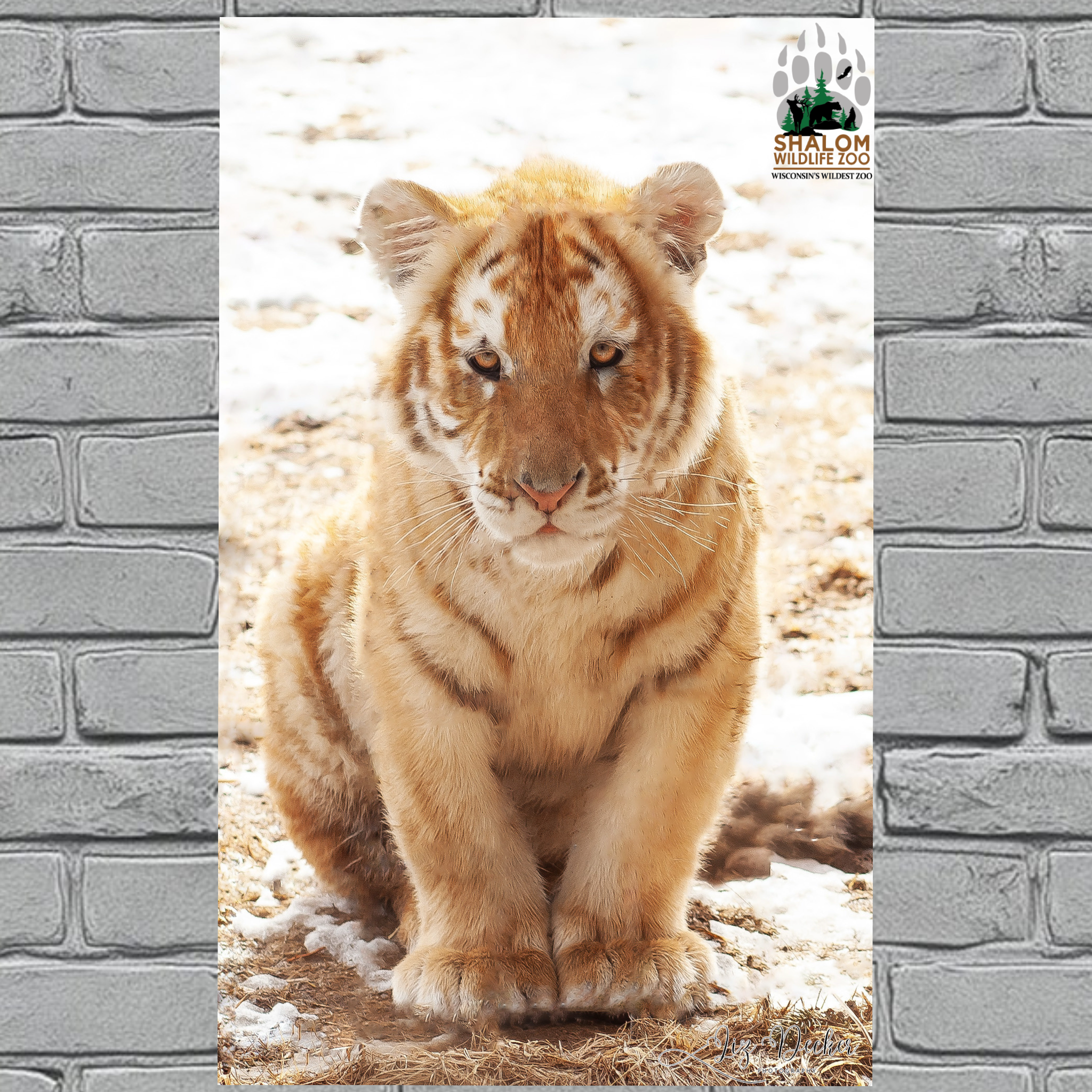 Shalom Wildlife Zoo – Winter Wildlife Postcard Bundle (6-Pack)