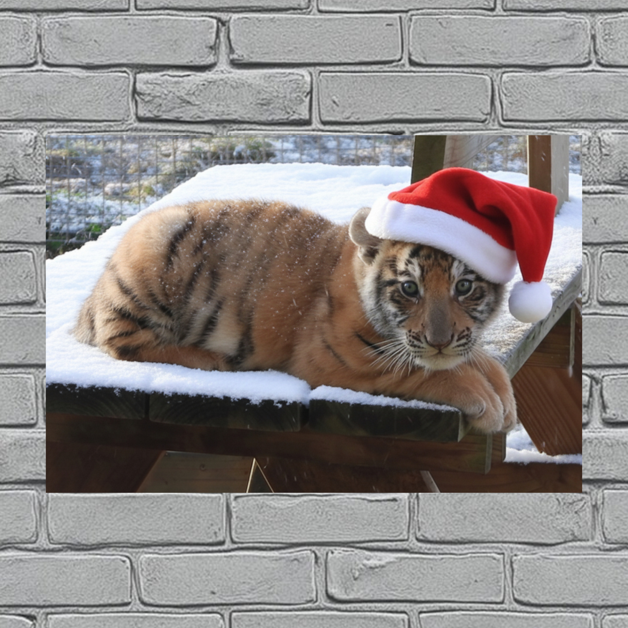 Shalom Wildlife Ultimate Keepsake Bundle – 12 Postcards + 4 Magnets