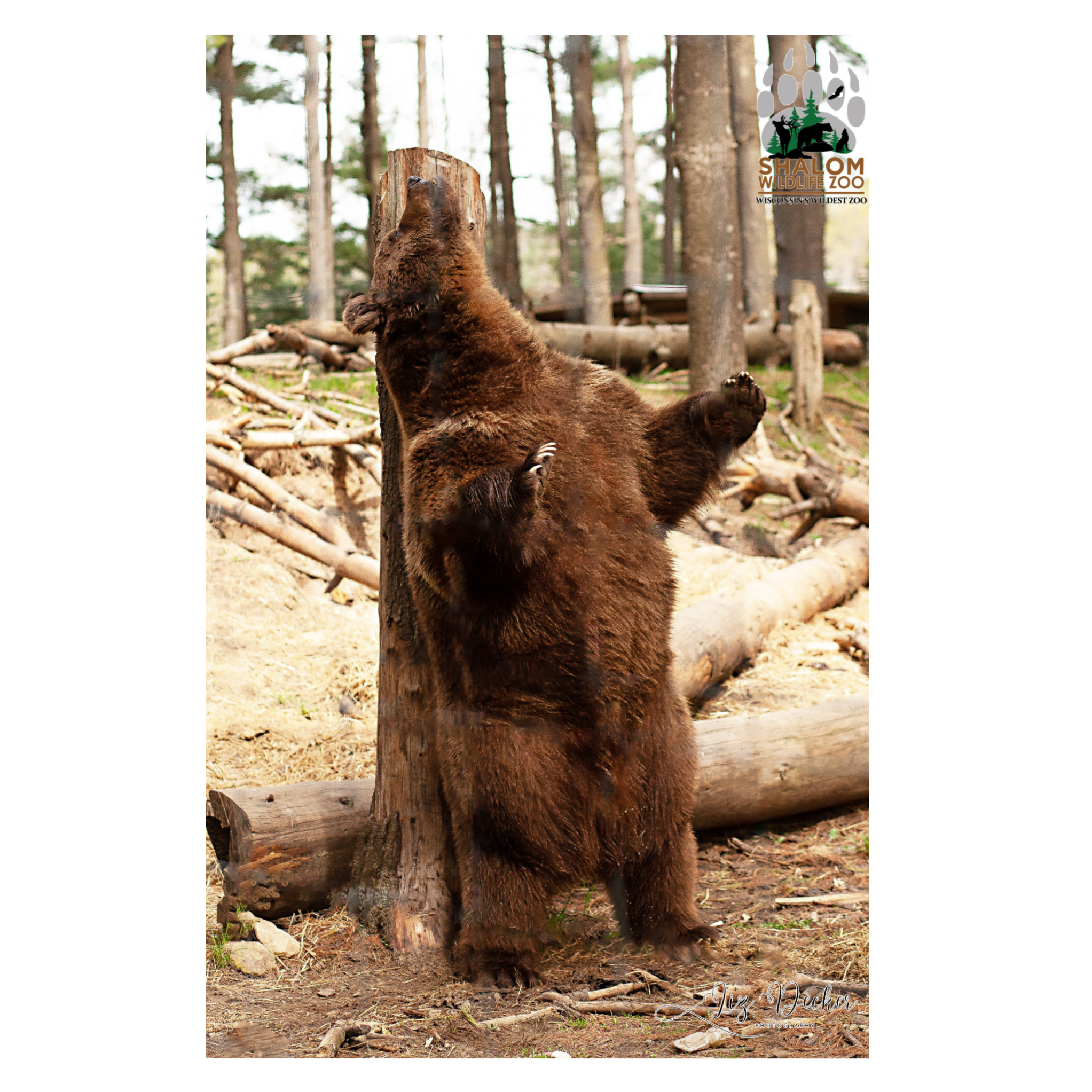 🦁 Shalom Wildlife Zoo – 6-Postcard Animal Photo Bundle