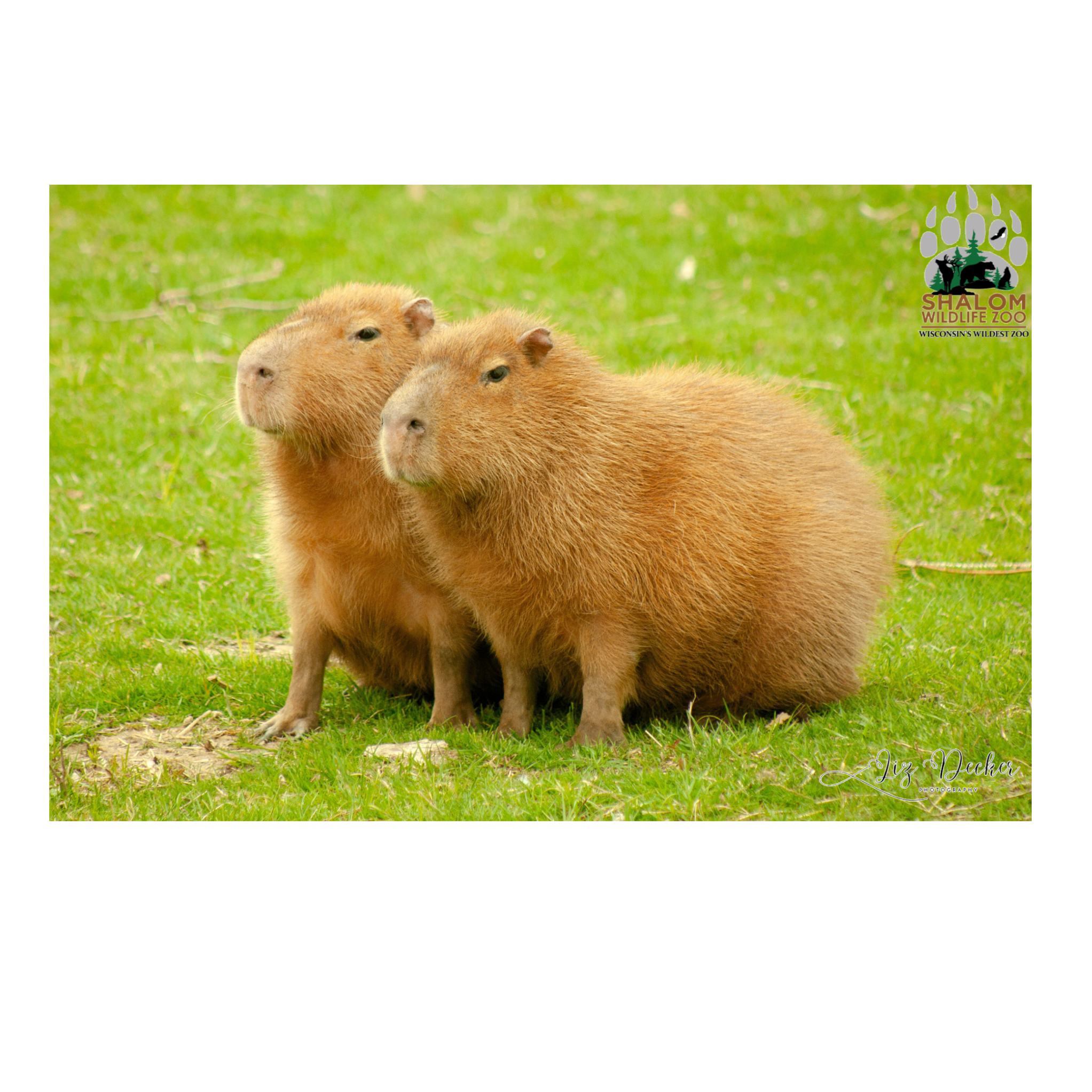 🦁 Shalom Wildlife Zoo – 6-Postcard Animal Photo Bundle