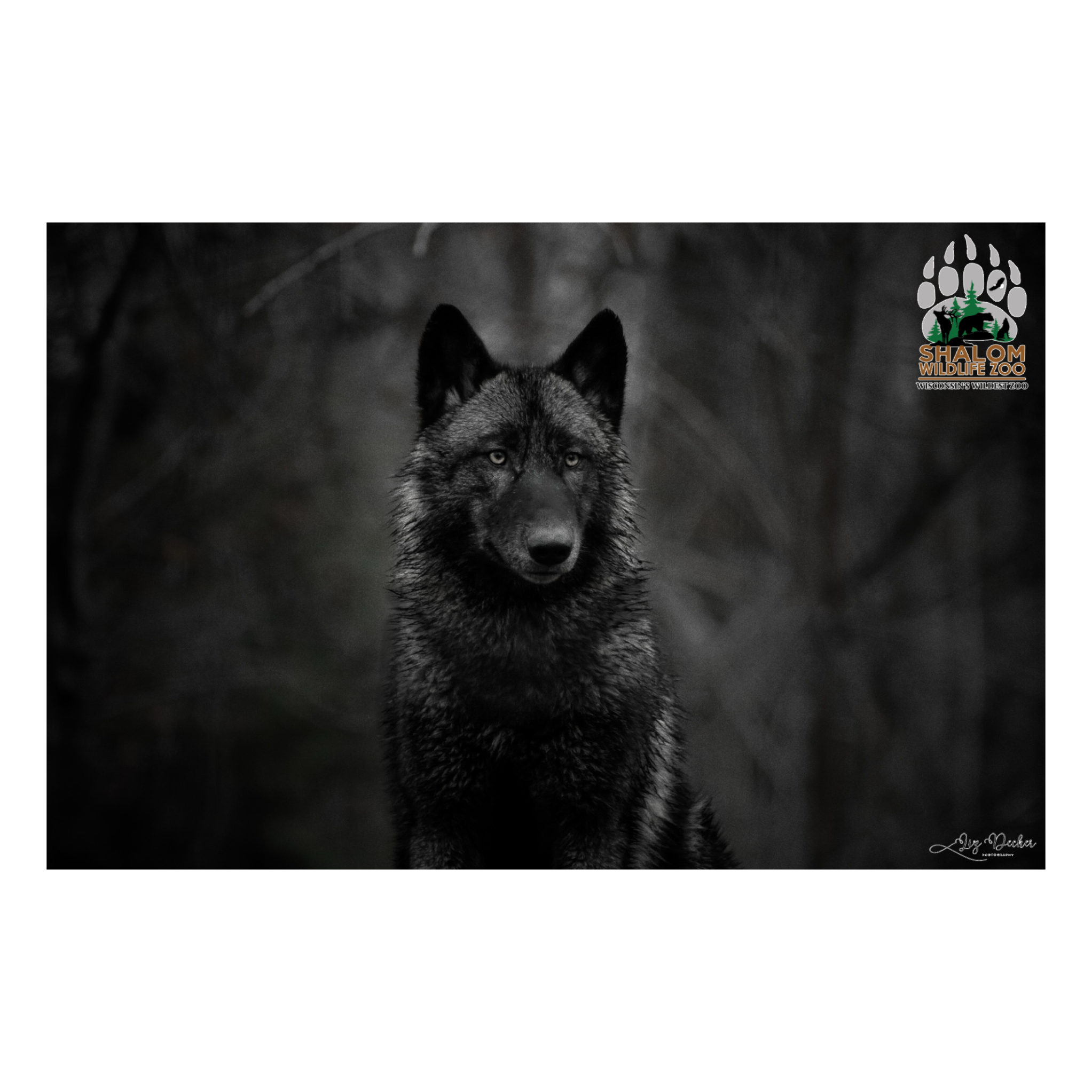 🦁 Shalom Wildlife Zoo – 6-Postcard Animal Photo Bundle