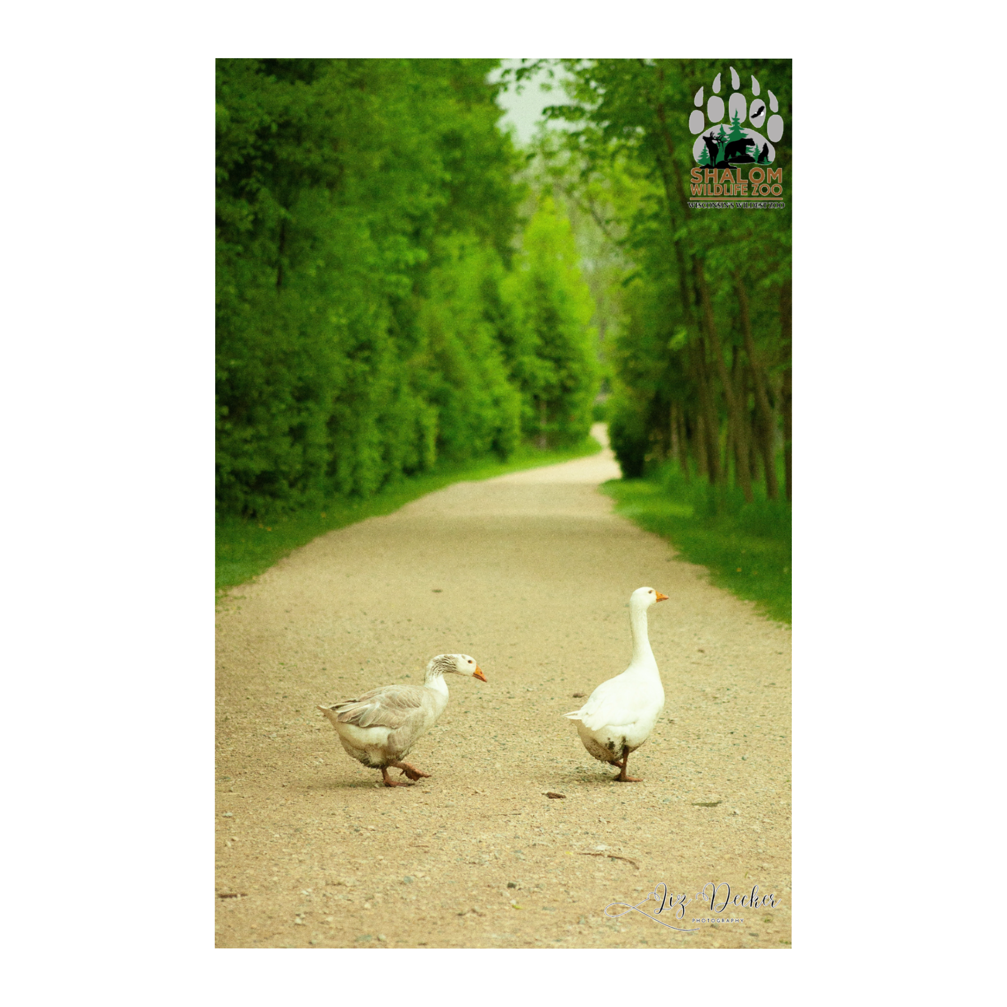 🦁 Shalom Wildlife Zoo – 6-Postcard Animal Photo Bundle