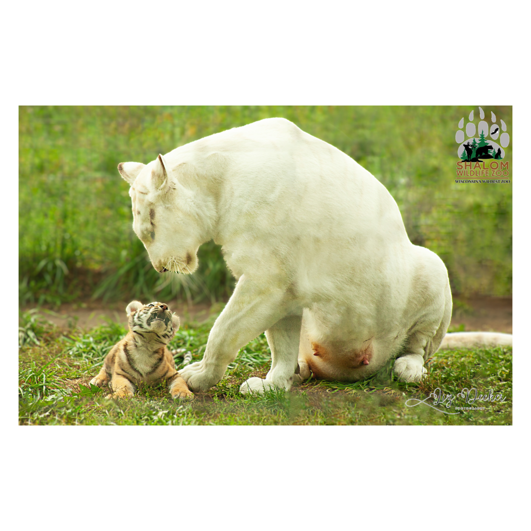 🦁 Shalom Wildlife Zoo – Single Postcard Animal Photo
