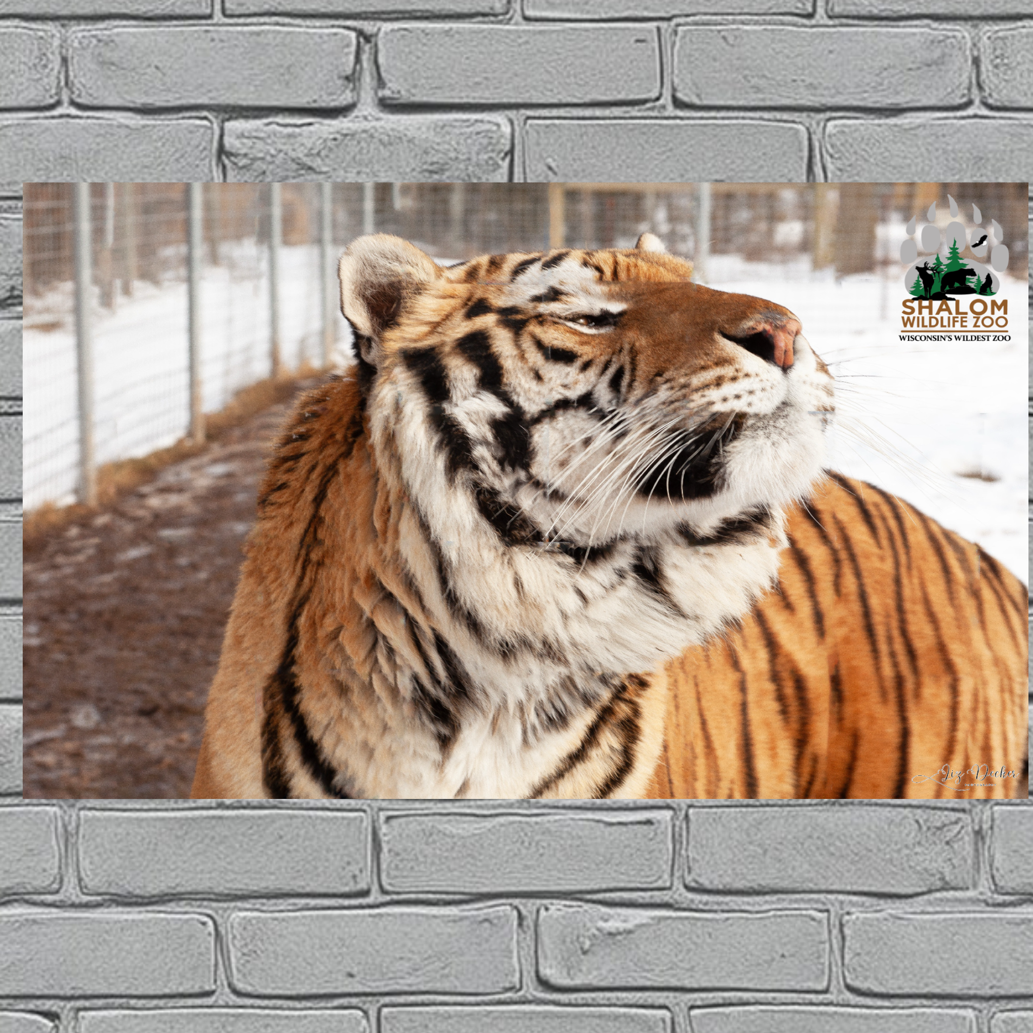 Shalom Wildlife Zoo – Winter Wildlife Postcard Bundle (6-Pack)