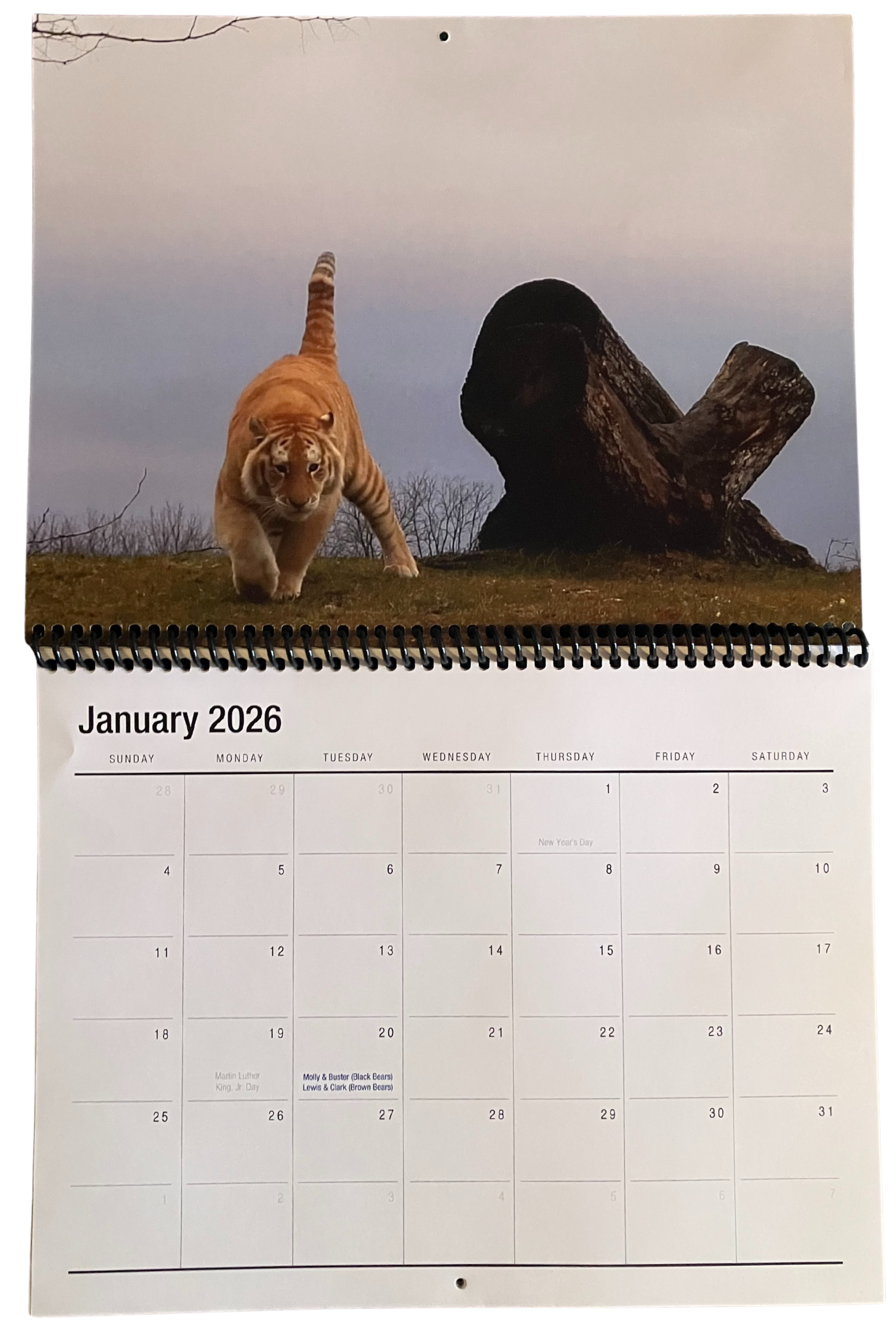 King the Golden Tiger Wildlife Calendar 2026 – Limited Edition