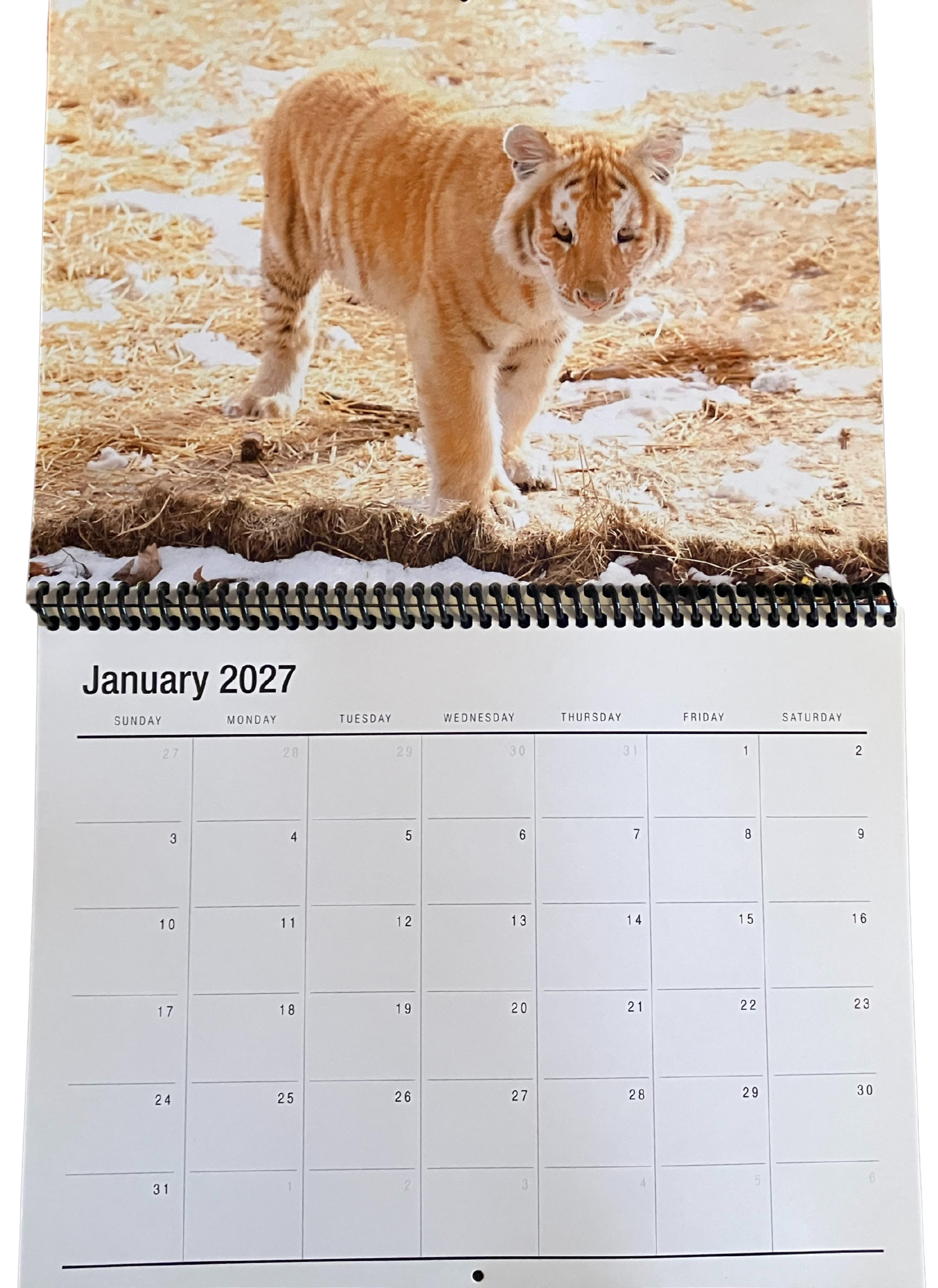 King the Golden Tiger Wildlife Calendar 2026 – Limited Edition