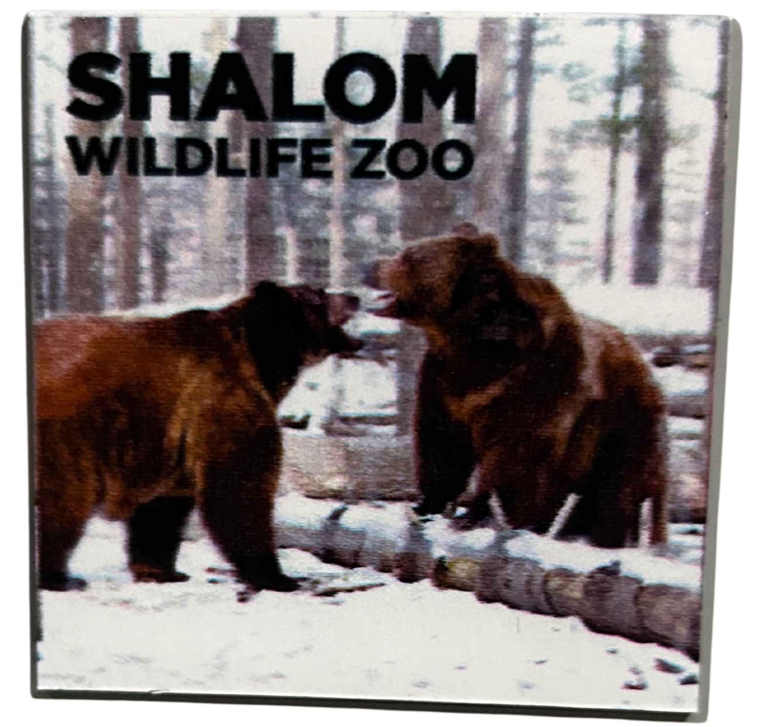 Shalom Wildlife Zoo – Magnet 4-Pack