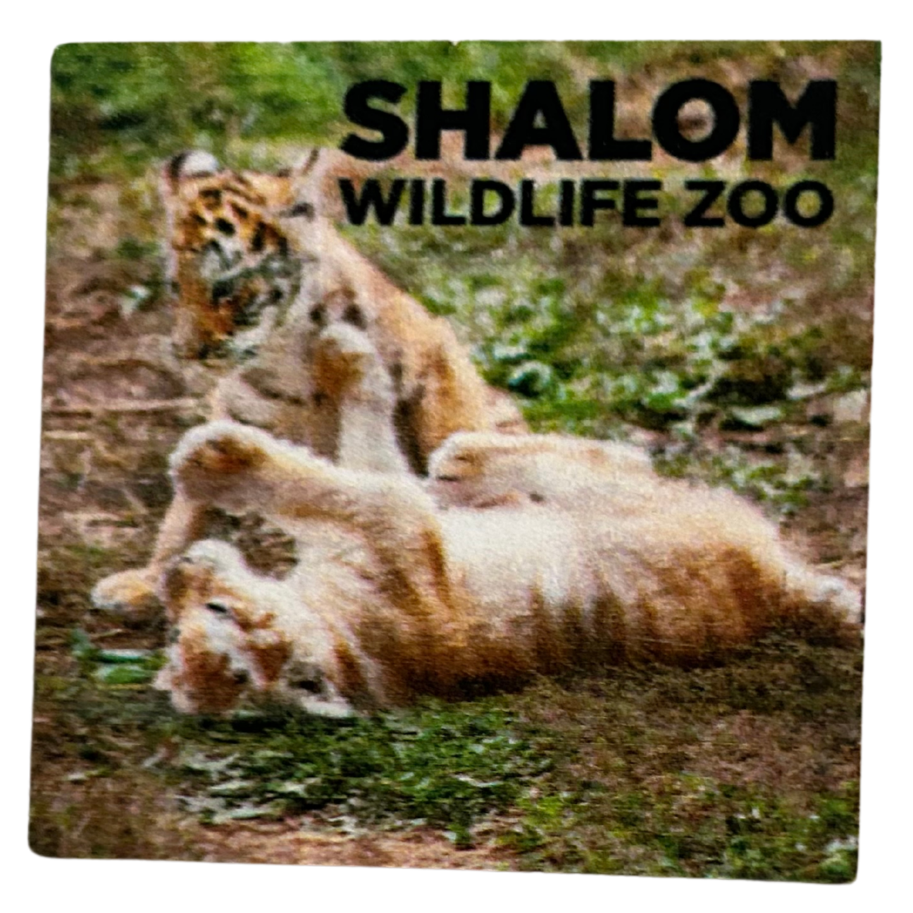 Shalom Wildlife Zoo – Magnet 4-Pack