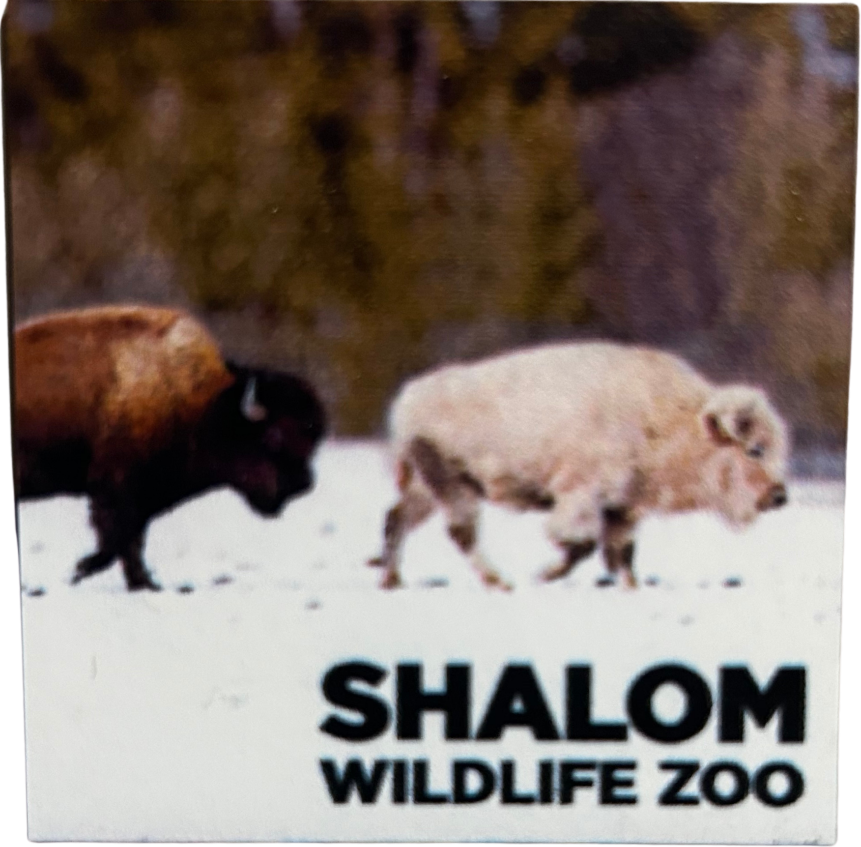 Shalom Wildlife Zoo – Magnet 4-Pack