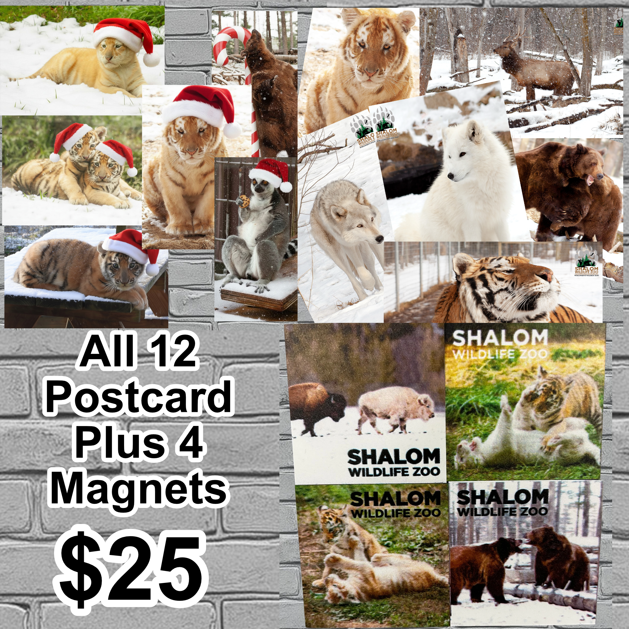 Shalom Wildlife Ultimate Keepsake Bundle – 12 Postcards + 4 Magnets