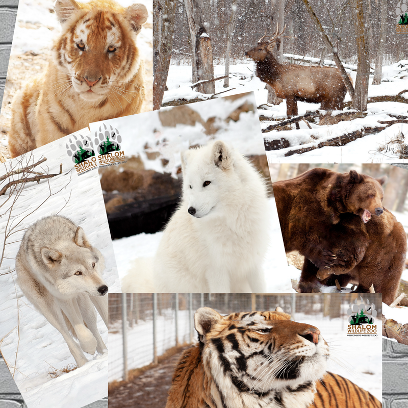Shalom Wildlife Zoo – Winter Wildlife Postcard Bundle (6-Pack)