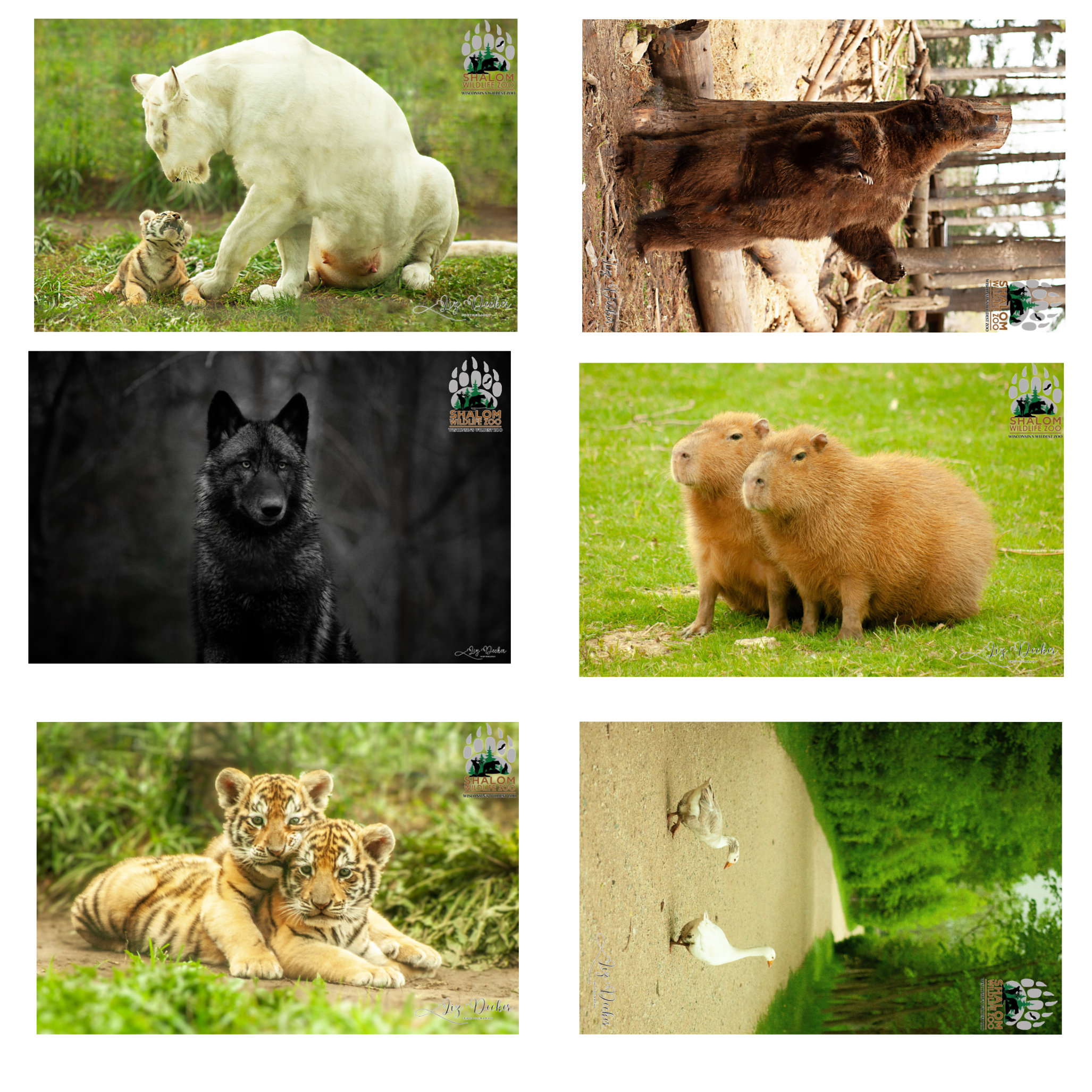 🦁 Shalom Wildlife Zoo – 6-Postcard Animal Photo Bundle