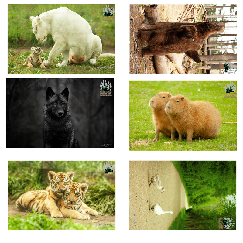 🦁 Shalom Wildlife Zoo – 6-Postcard Animal Photo Bundle