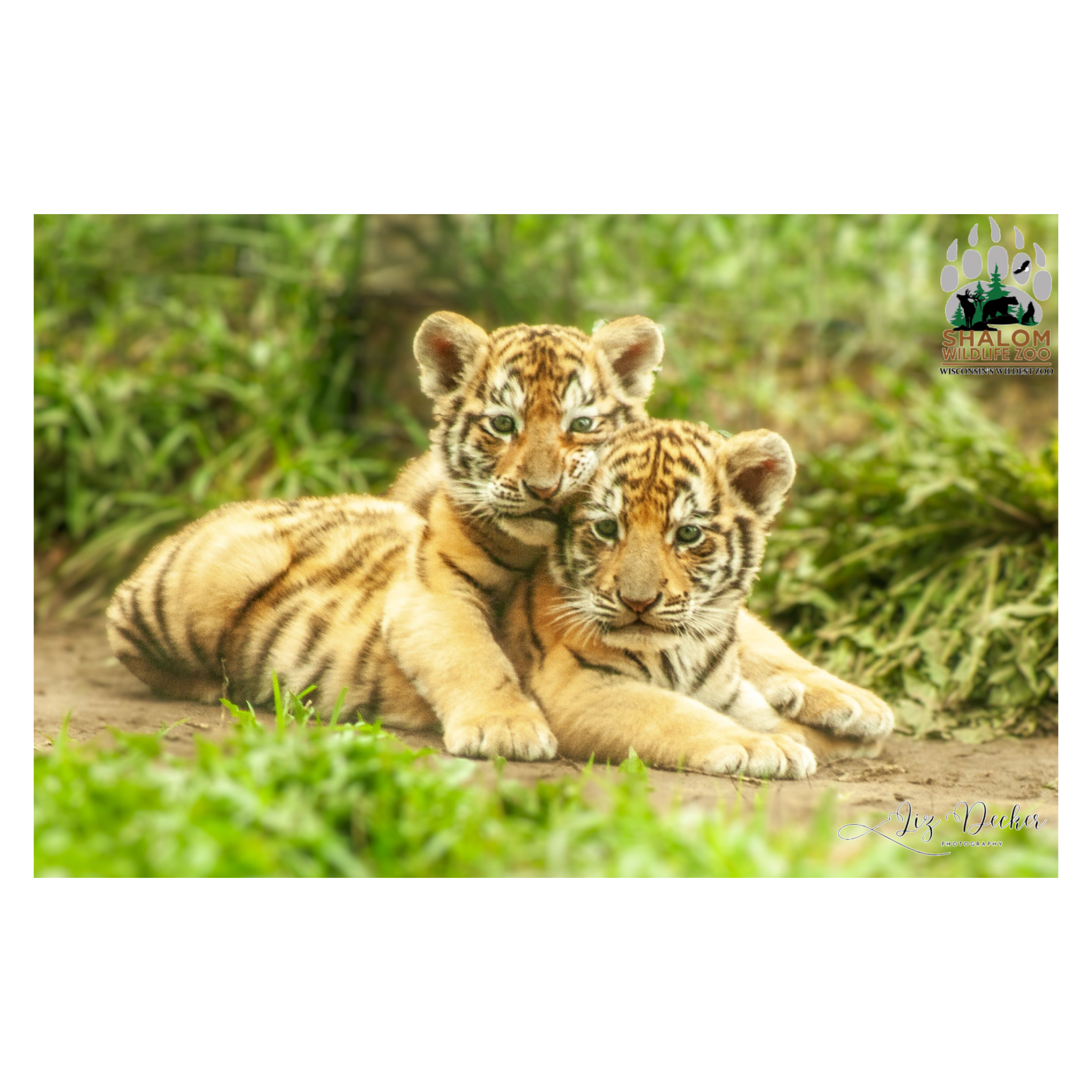 🦁 Shalom Wildlife Zoo – Single Postcard Animal Photo