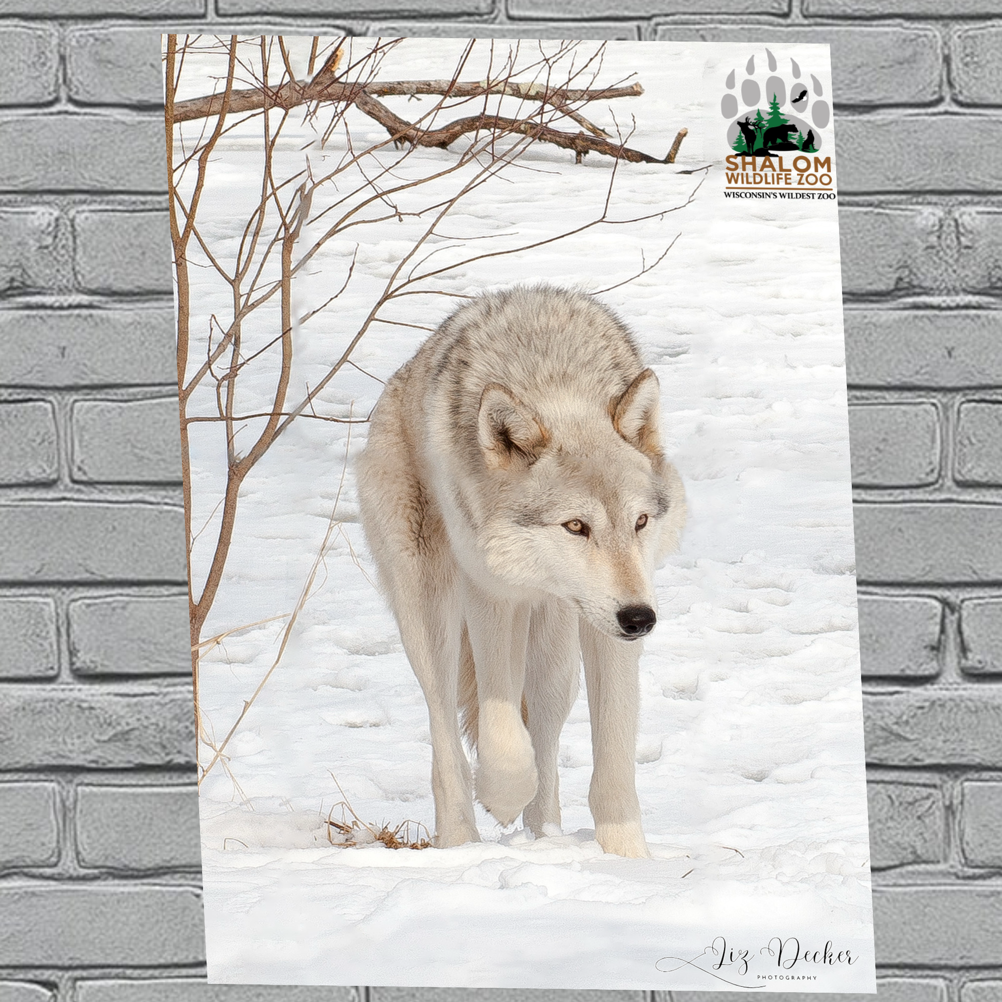 Shalom Wildlife Zoo – Winter Wildlife Postcard Bundle (6-Pack)