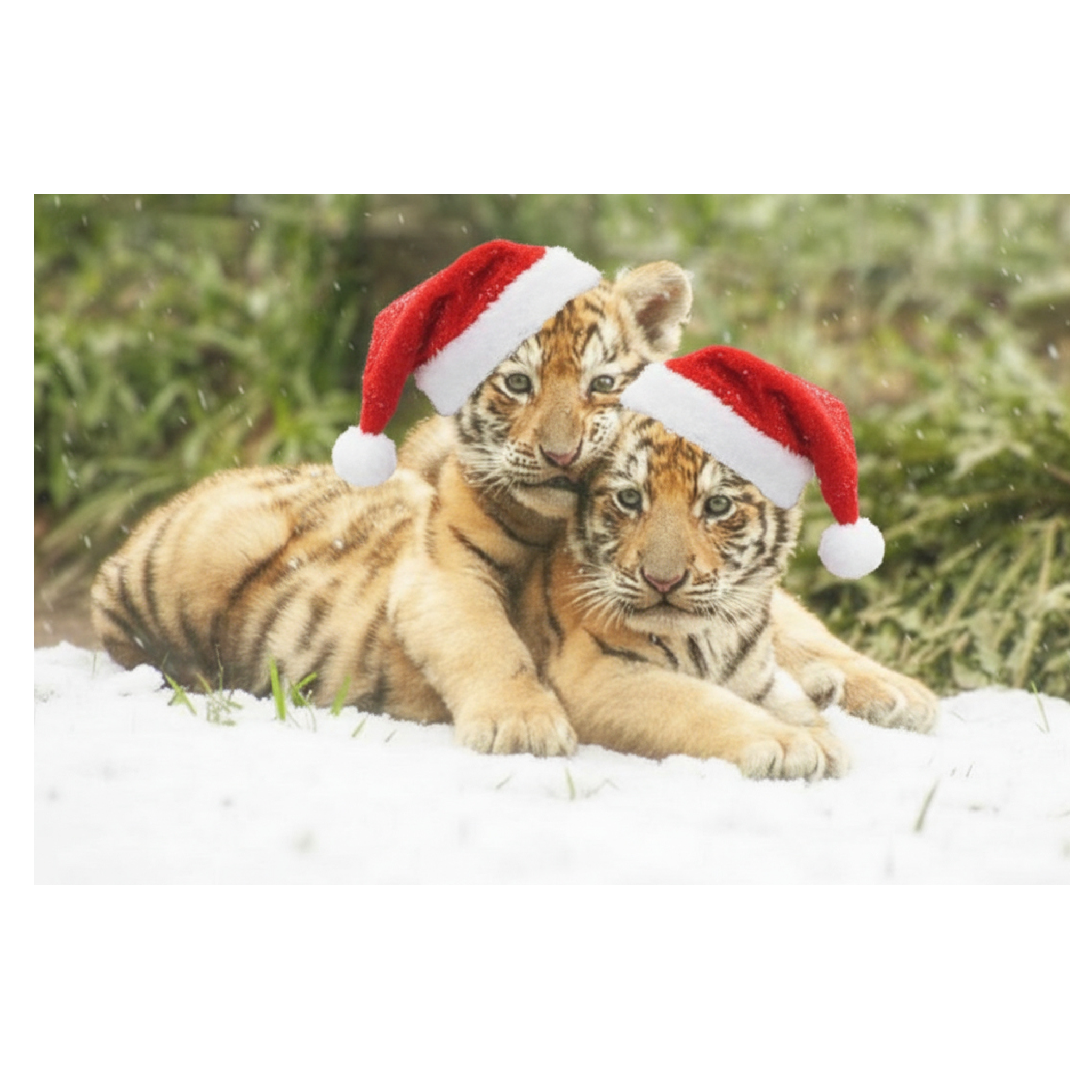 Wildlife Christmas Postcard Bundle – Limited Edition 6-Pack | Shalom Wildlife Zoo