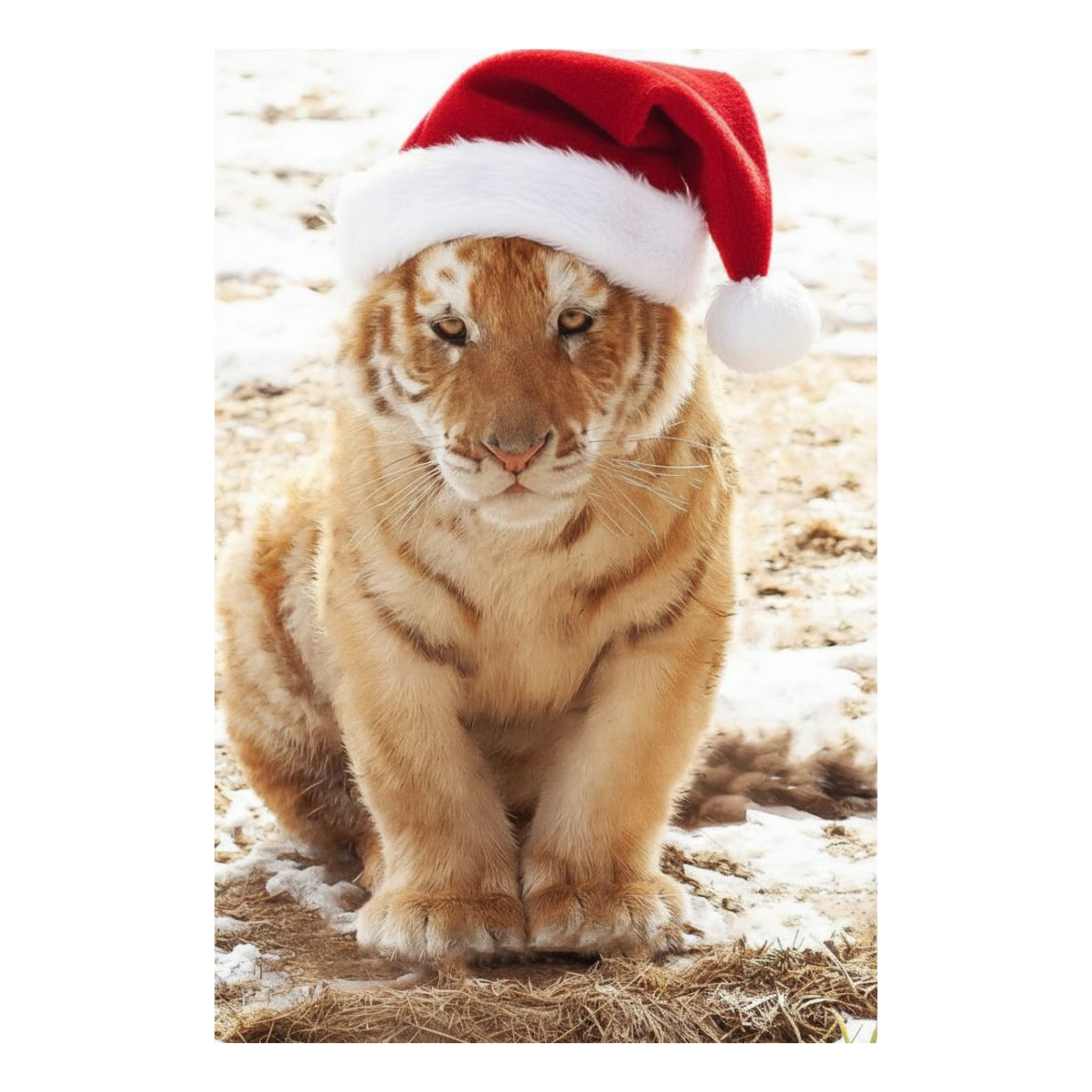 Wildlife Christmas Postcard Bundle – Limited Edition 6-Pack | Shalom Wildlife Zoo