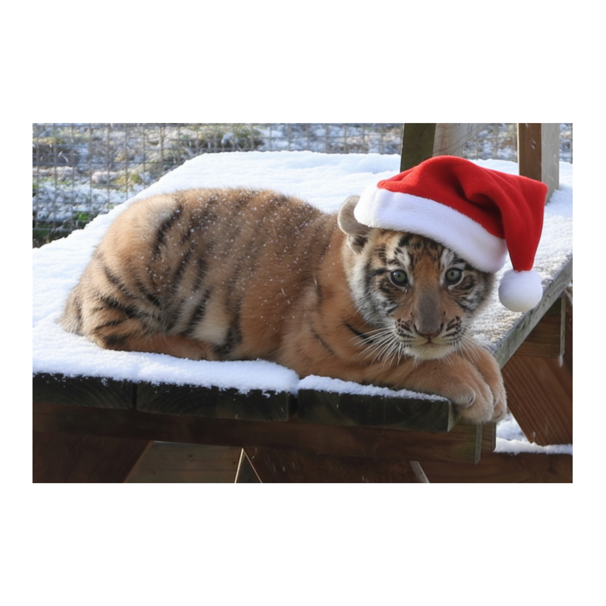 Wildlife Christmas Postcard Bundle – Limited Edition 6-Pack | Shalom Wildlife Zoo