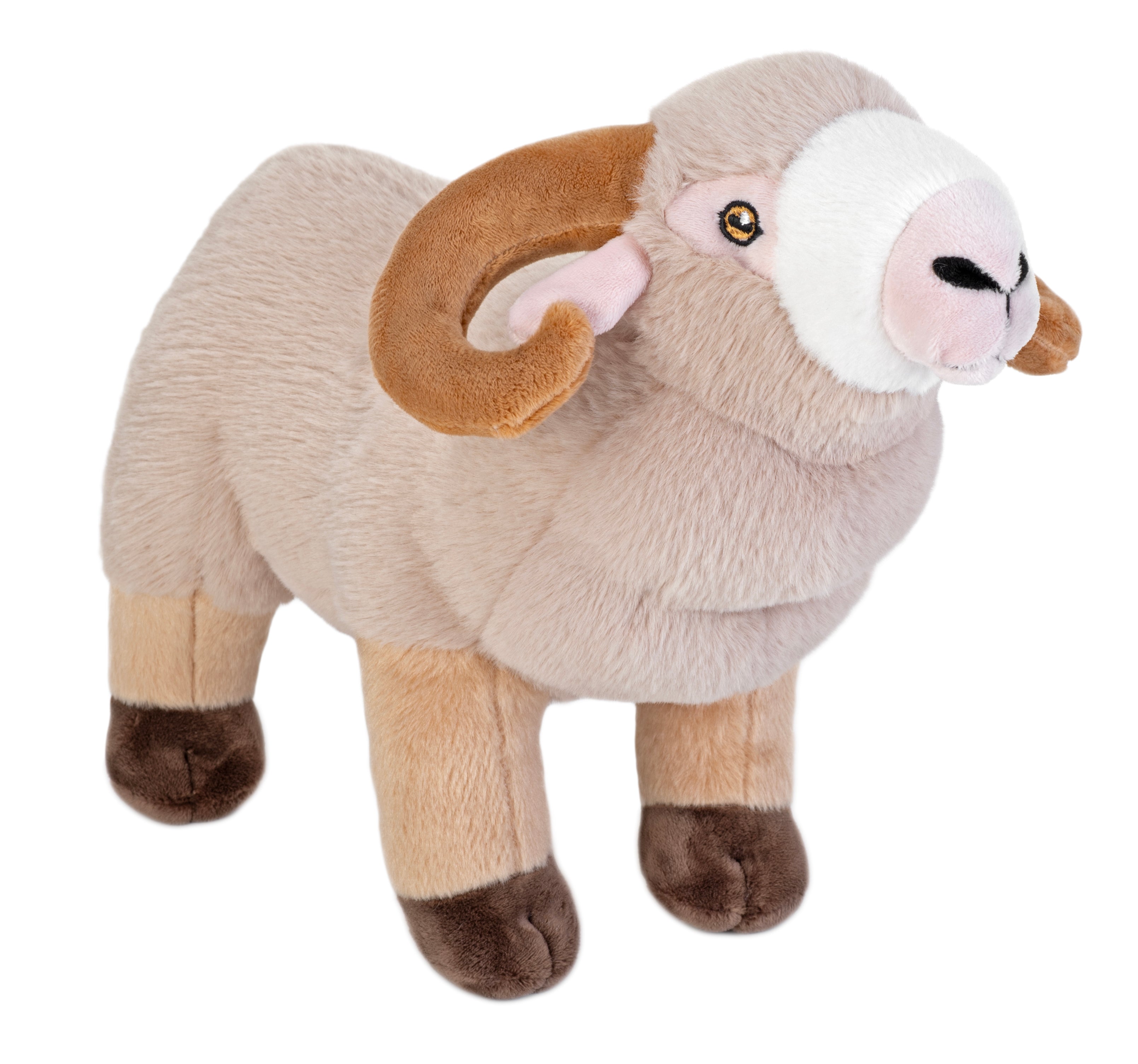 Merino Sheep