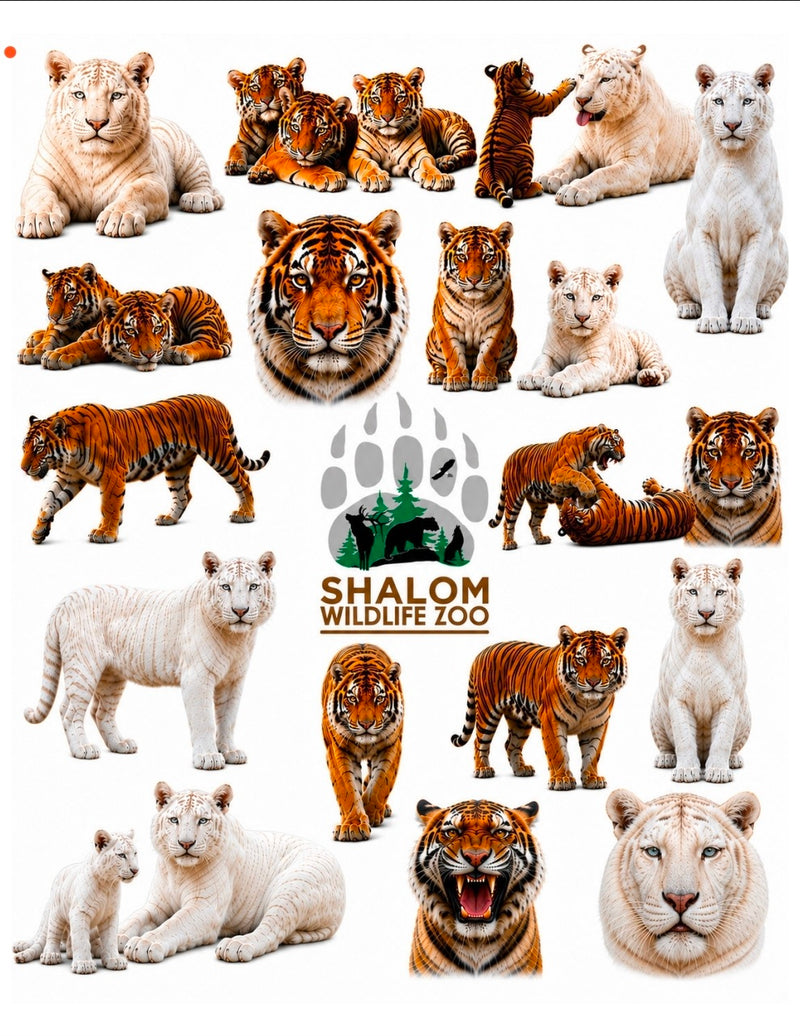 Shalom Wildlife Zoo Tiger Temporary Tattoo Sheet 🐯🤍