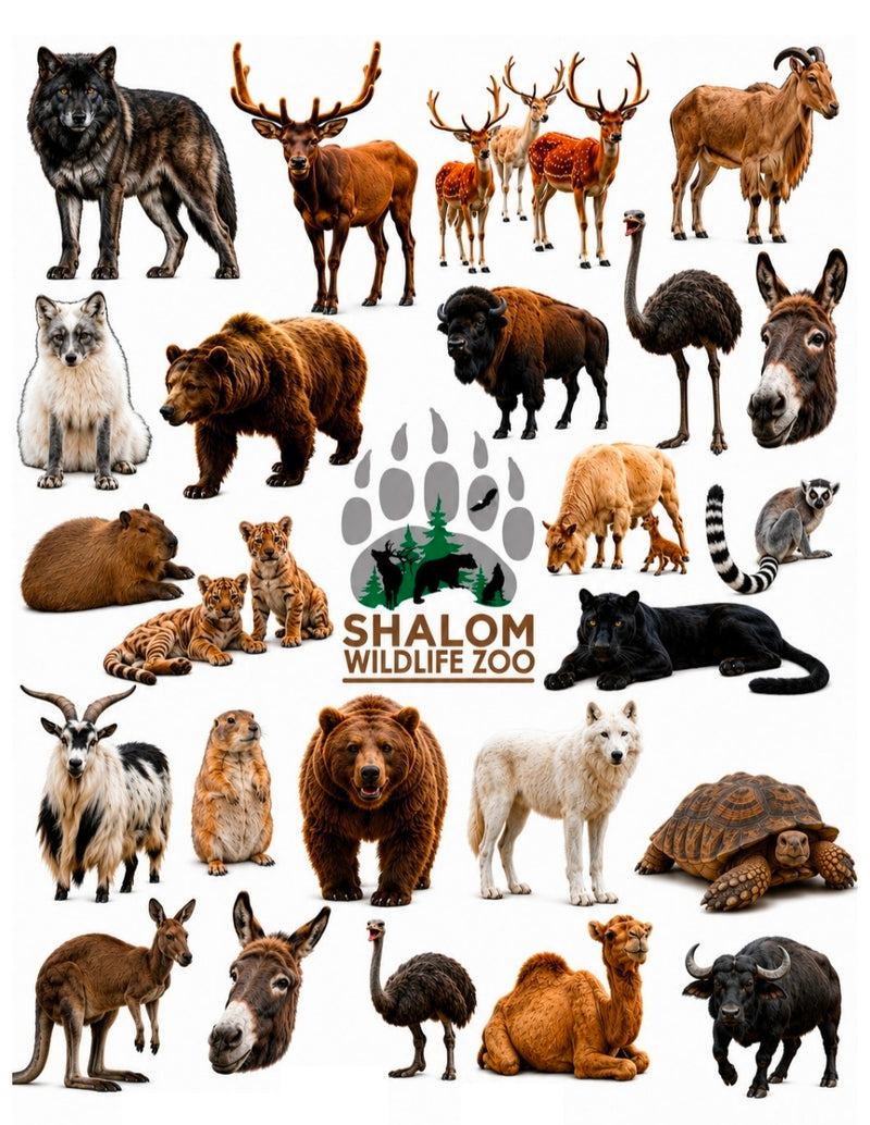 Shalom Wildlife Zoo Animal Temporary Tattoo Sheet 🐾