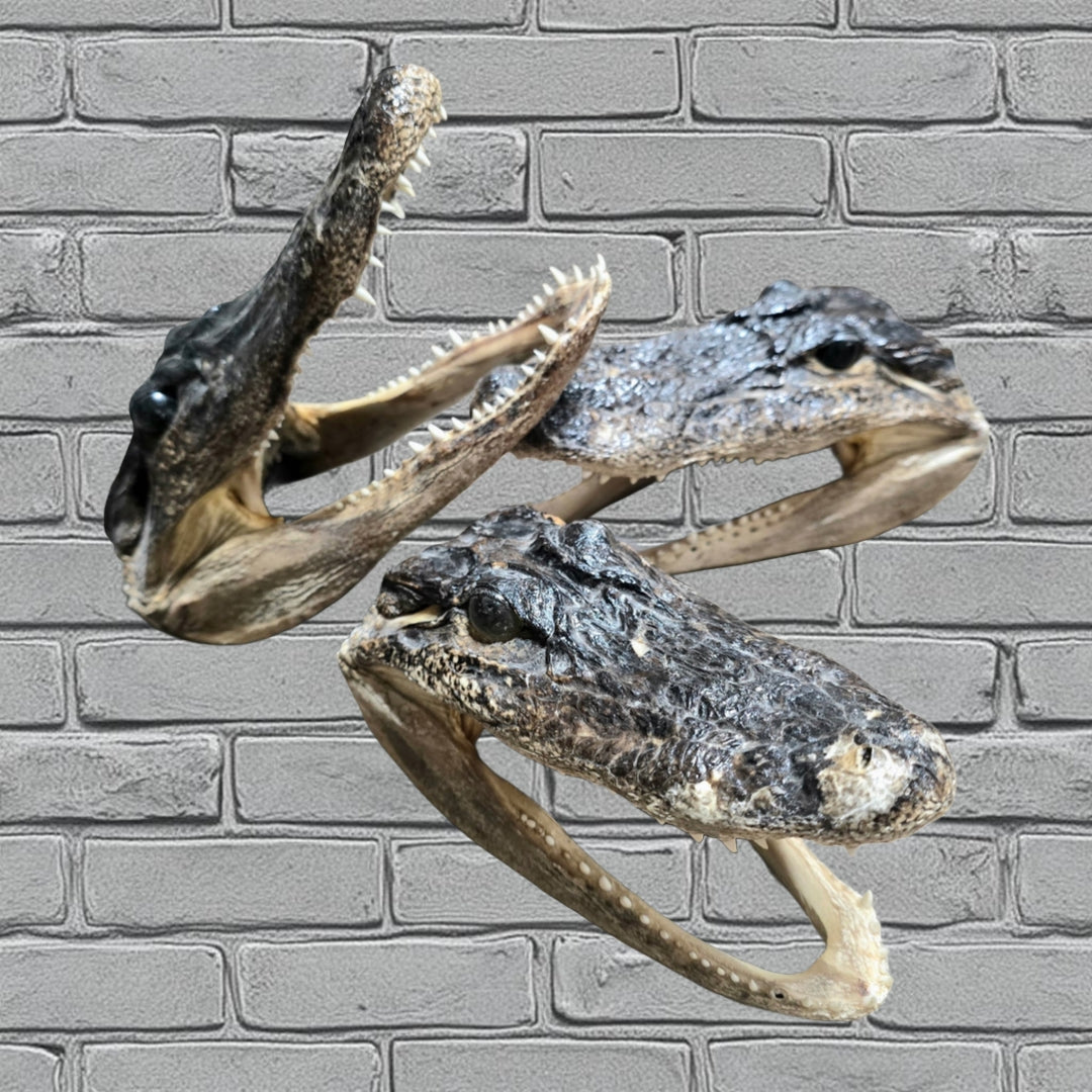 Alligator Head