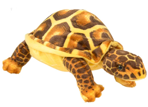 Yellow Turtle